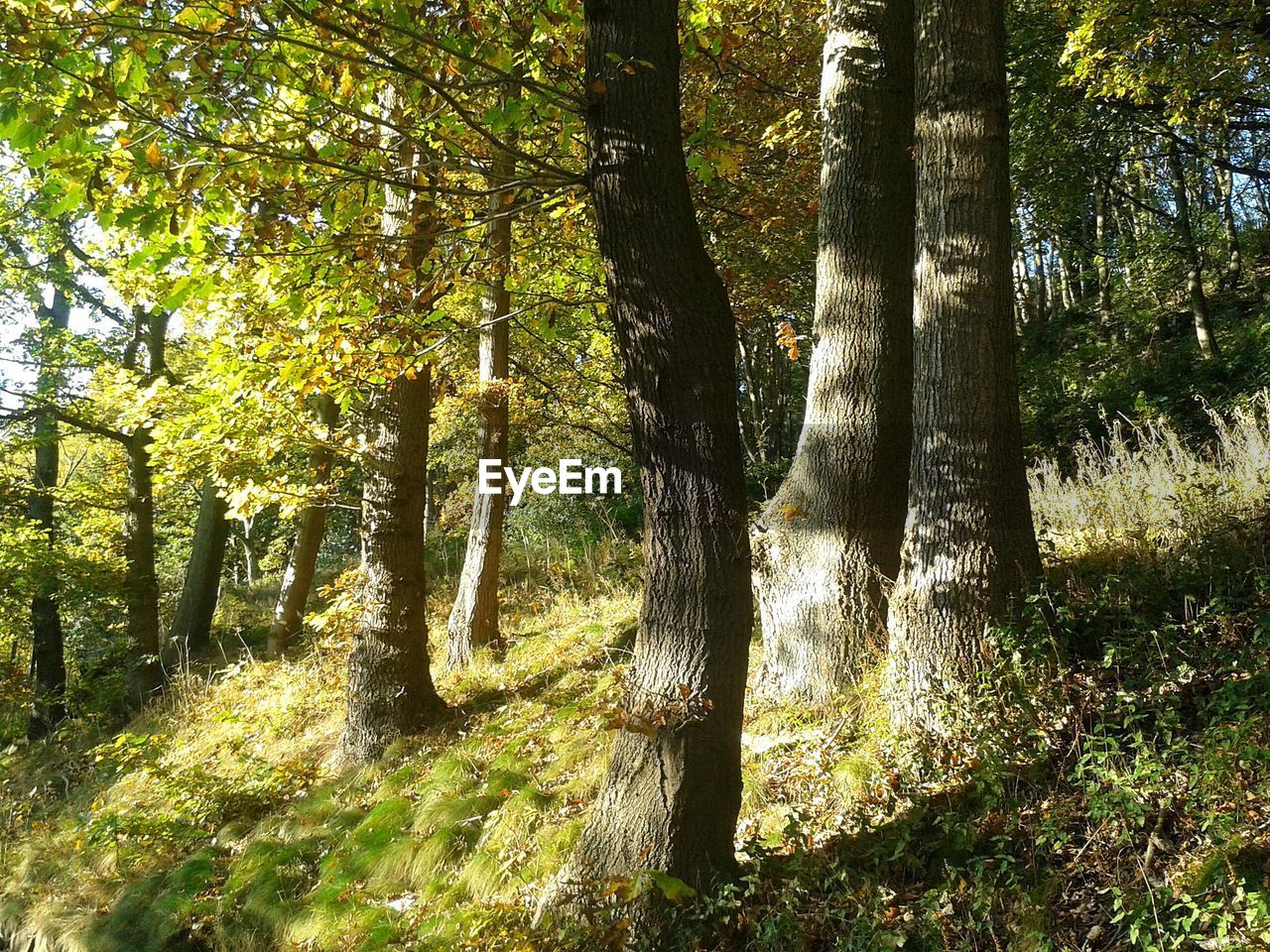 VIEW OF TREES IN FOREST