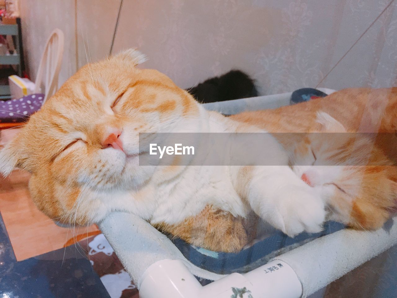 Close-up portrait of cat lying on floor