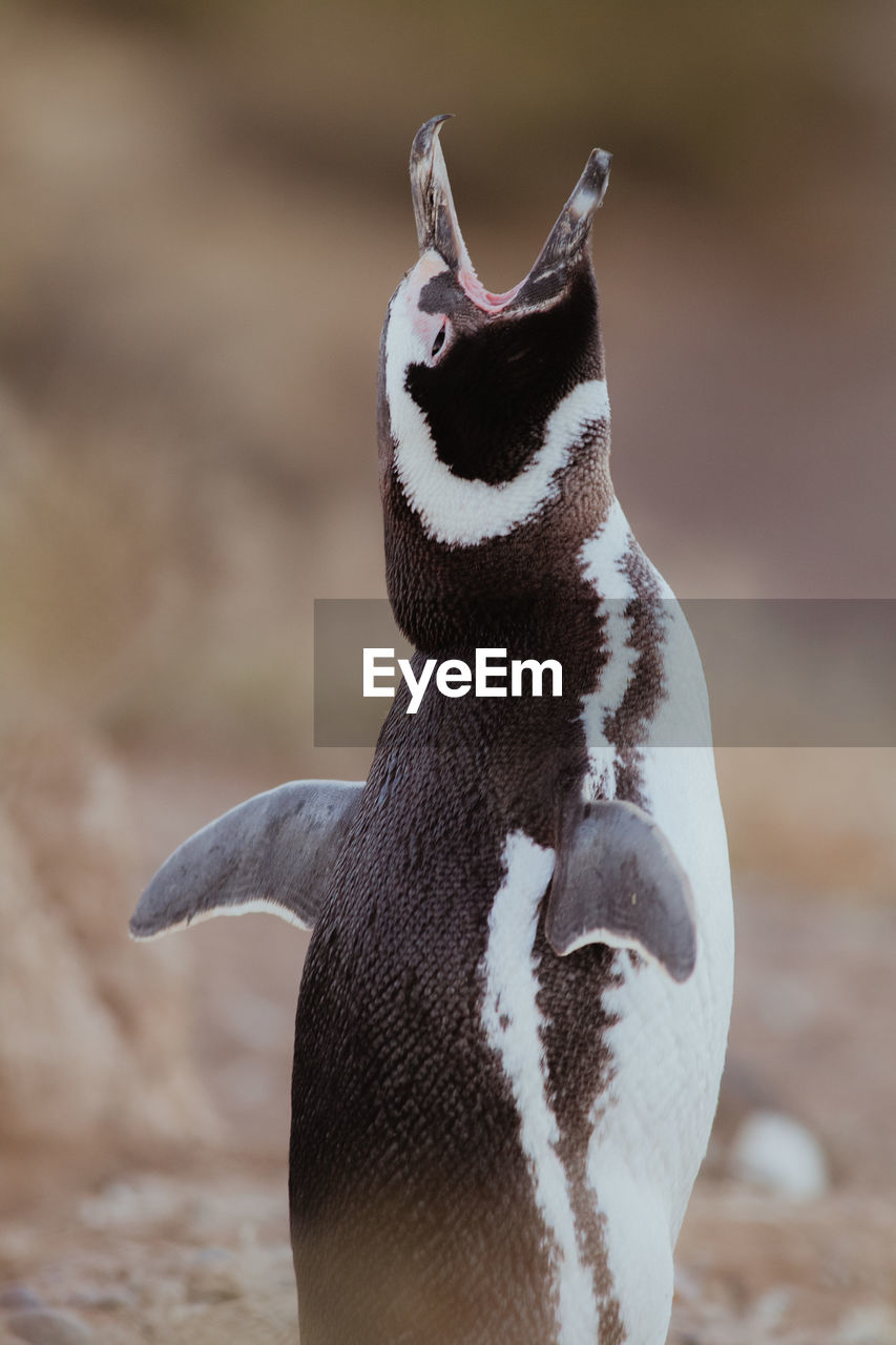 Magellanic penguin in patagonia.