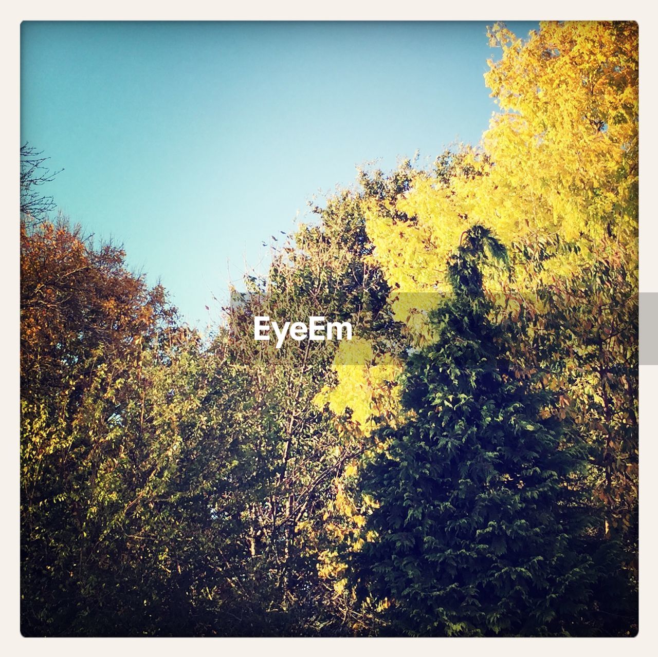 TREES GROWING AGAINST CLEAR SKY