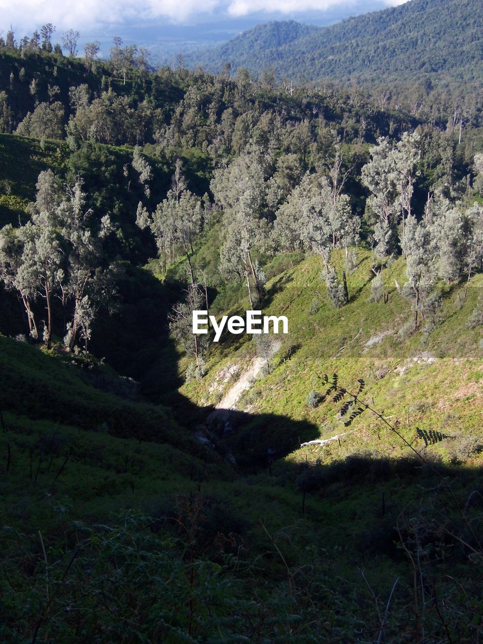 SCENIC VIEW OF TREES ON MOUNTAIN