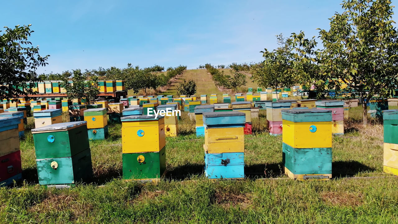 apiary, plant, insect, bee, nature, apiculture, beehive, tree, grass, sky, multi colored, animal, beekeeper, day, environment, land, container, blue, landscape, field, no people, beauty in nature, outdoors, sunlight, in a row, animal wildlife, wildlife, agriculture, animal themes, honey, box, food