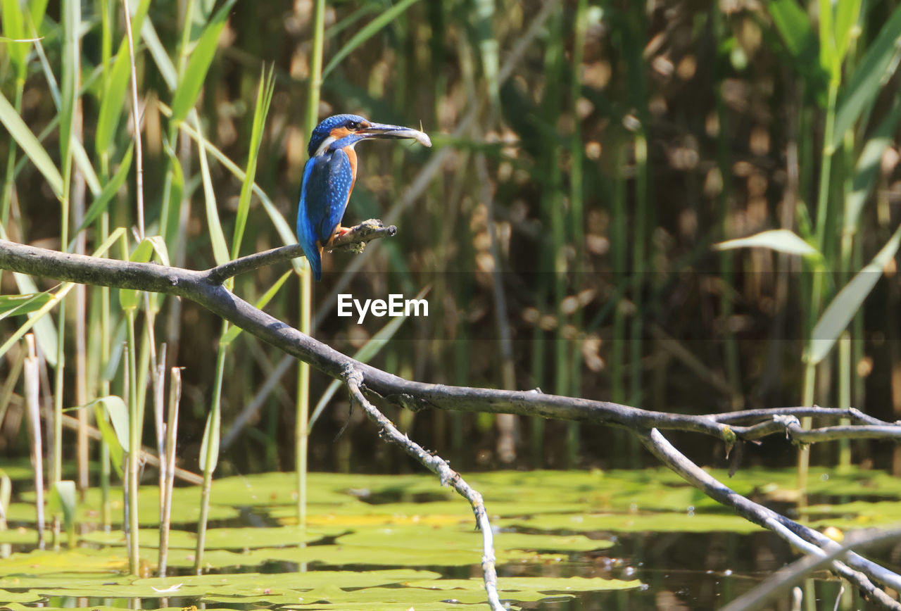 BLUE BIRD PERCHING ON A BRANCH