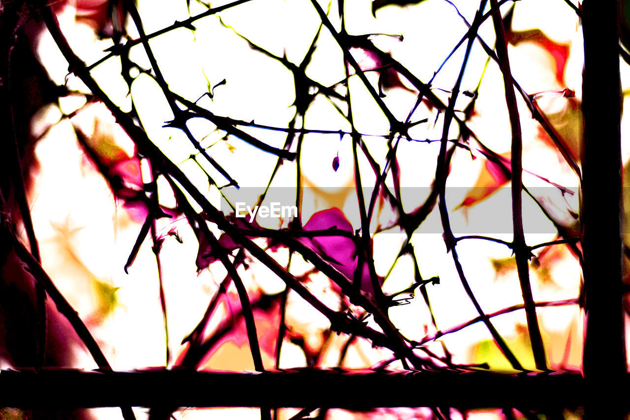 CLOSE-UP OF BRANCHES AGAINST SUNSET