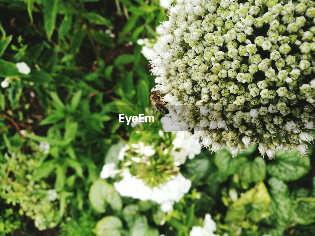 CLOSE-UP OF BEE POLLINATING ON WHITE FLOWER