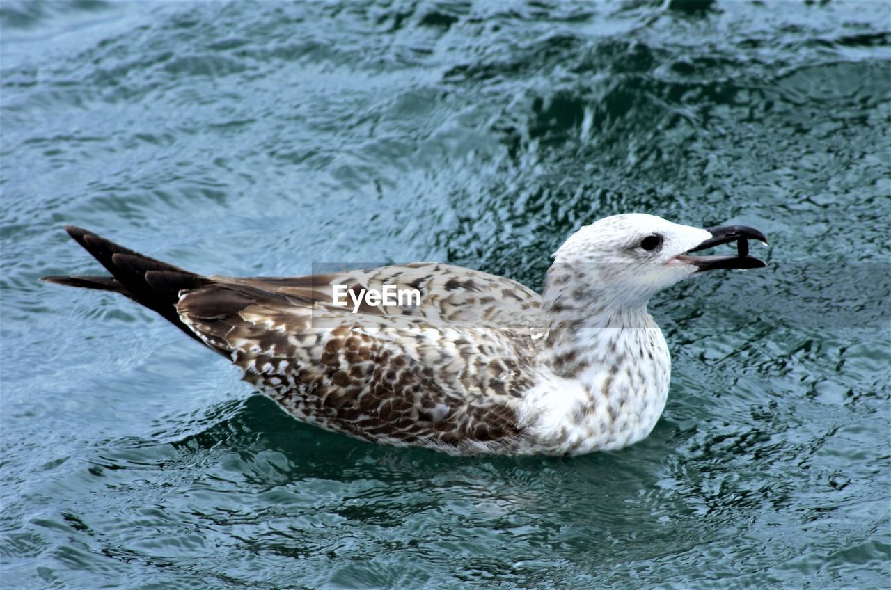 Before the Regatta (Barcolana) EyeEmNewHere Animals In The Wild Bird Cold Temperature No People Outdoors Sea Seagull Swimming Water Waterfront Windy Day