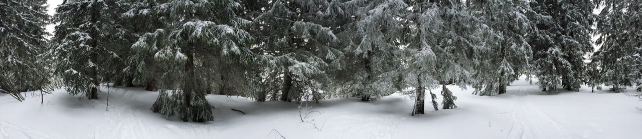 SNOW COVERED TREES IN FOREST