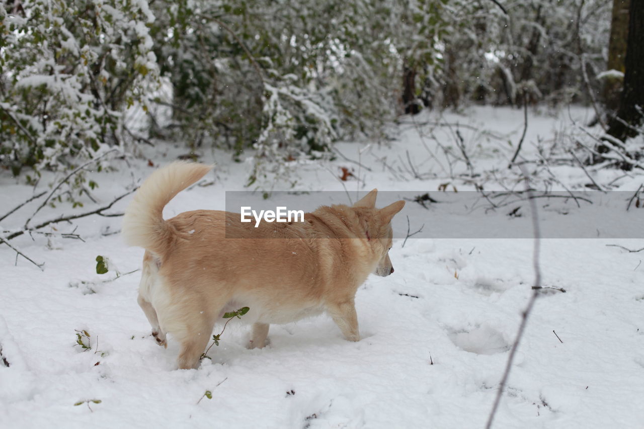 White dog navigating through snowy ground