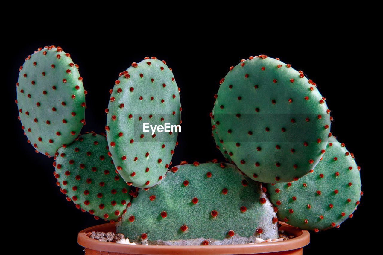 Close up detial of opuntia rufida cactus in planting pot