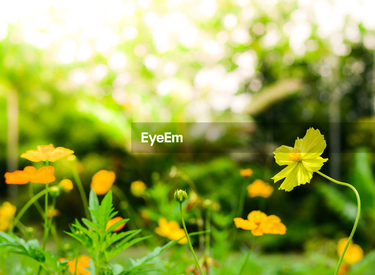 CLOSE-UP OF YELLOW FLOWERS