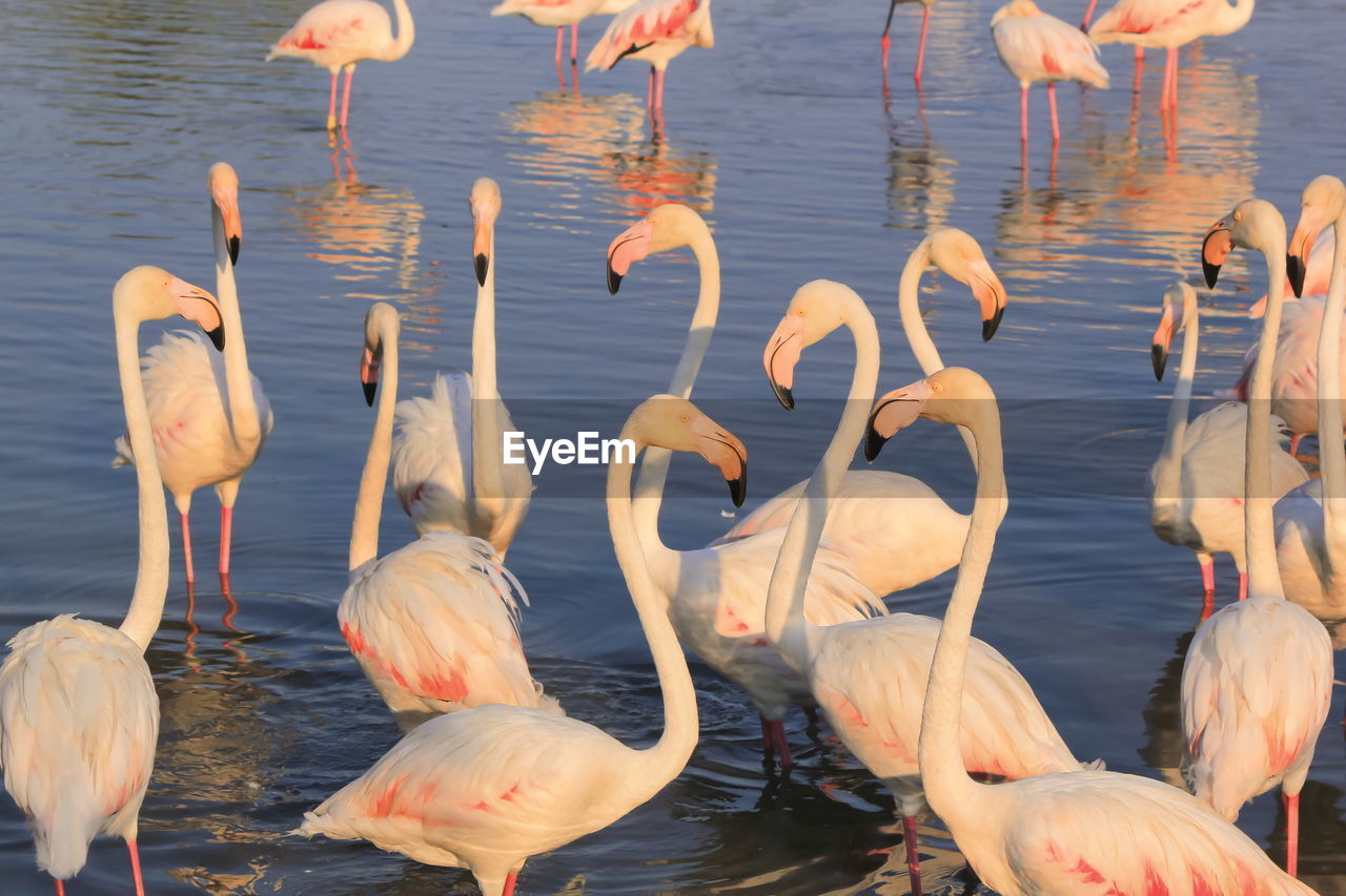 Flock of flamingos in the water in camargue by day, france