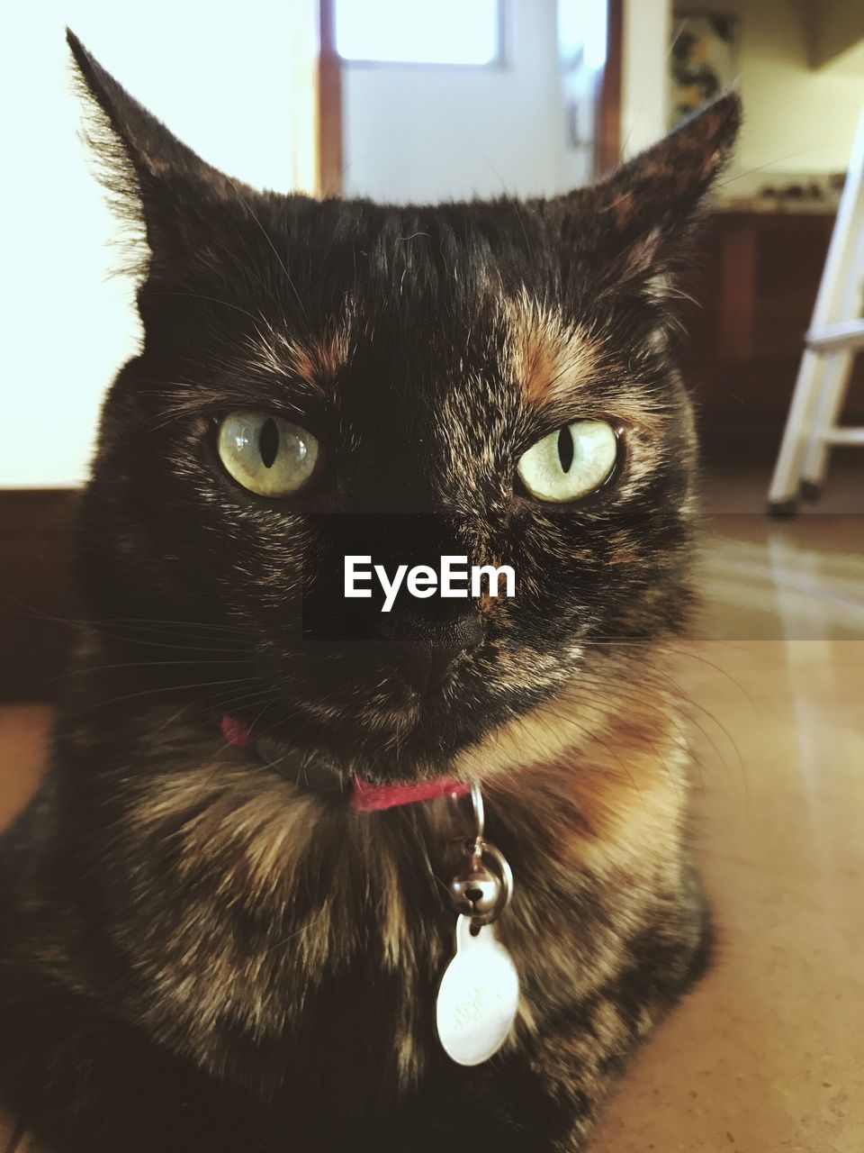 CLOSE-UP PORTRAIT OF CAT ON FLOOR