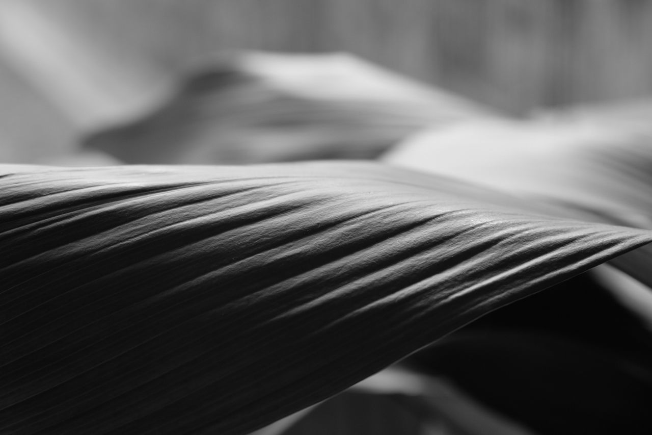 Extreme close-up of leaves