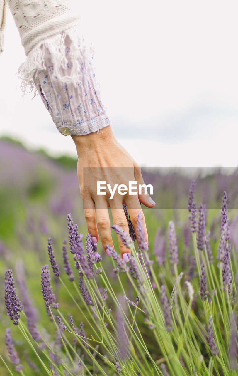 Cropped view of woman's hand against lavender flowers