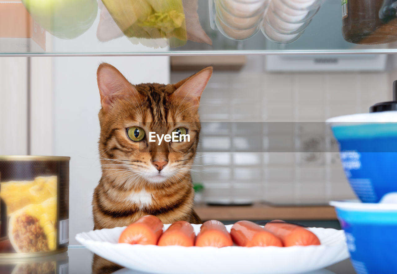 A funny bengal cat in the refrigerator looks at a plate of sausages. feeding pets