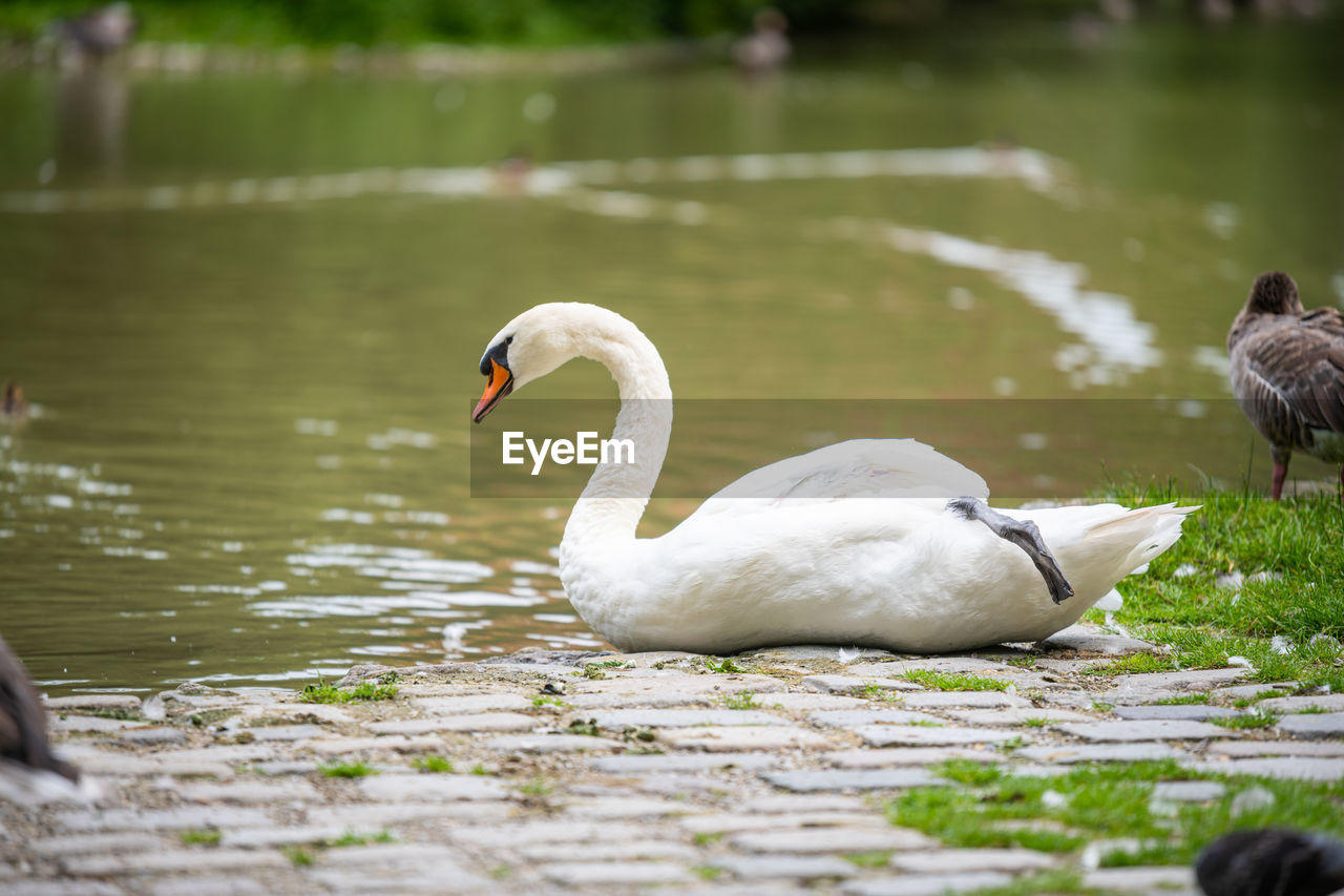 SWAN IN LAKE