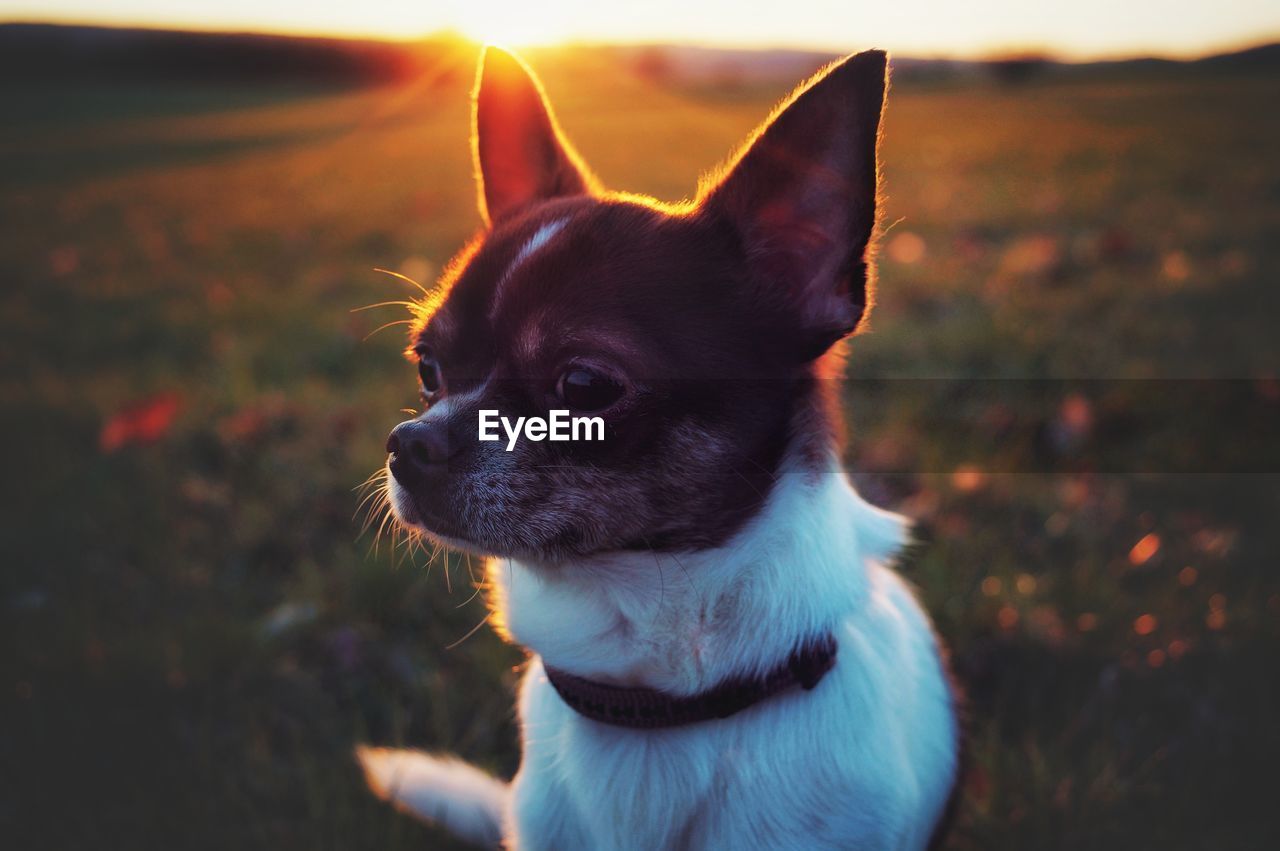 Close-up portrait of dog