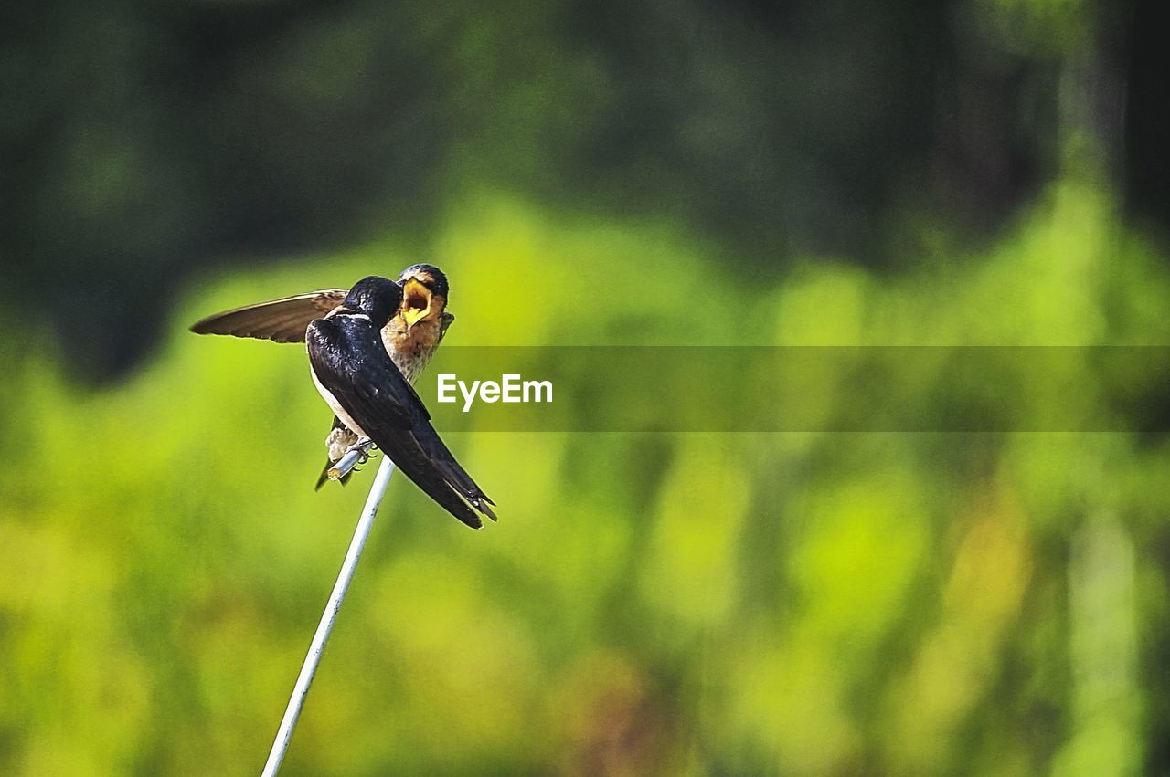 BIRD FLYING IN A BLURRED MOTION OF A TREE