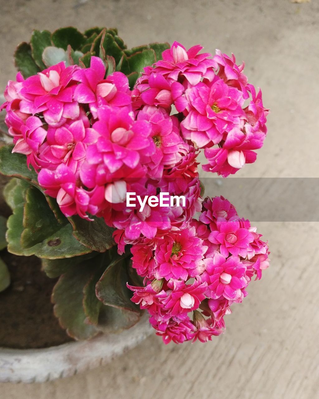 CLOSE-UP OF PINK FLOWER BLOOMING OUTDOORS