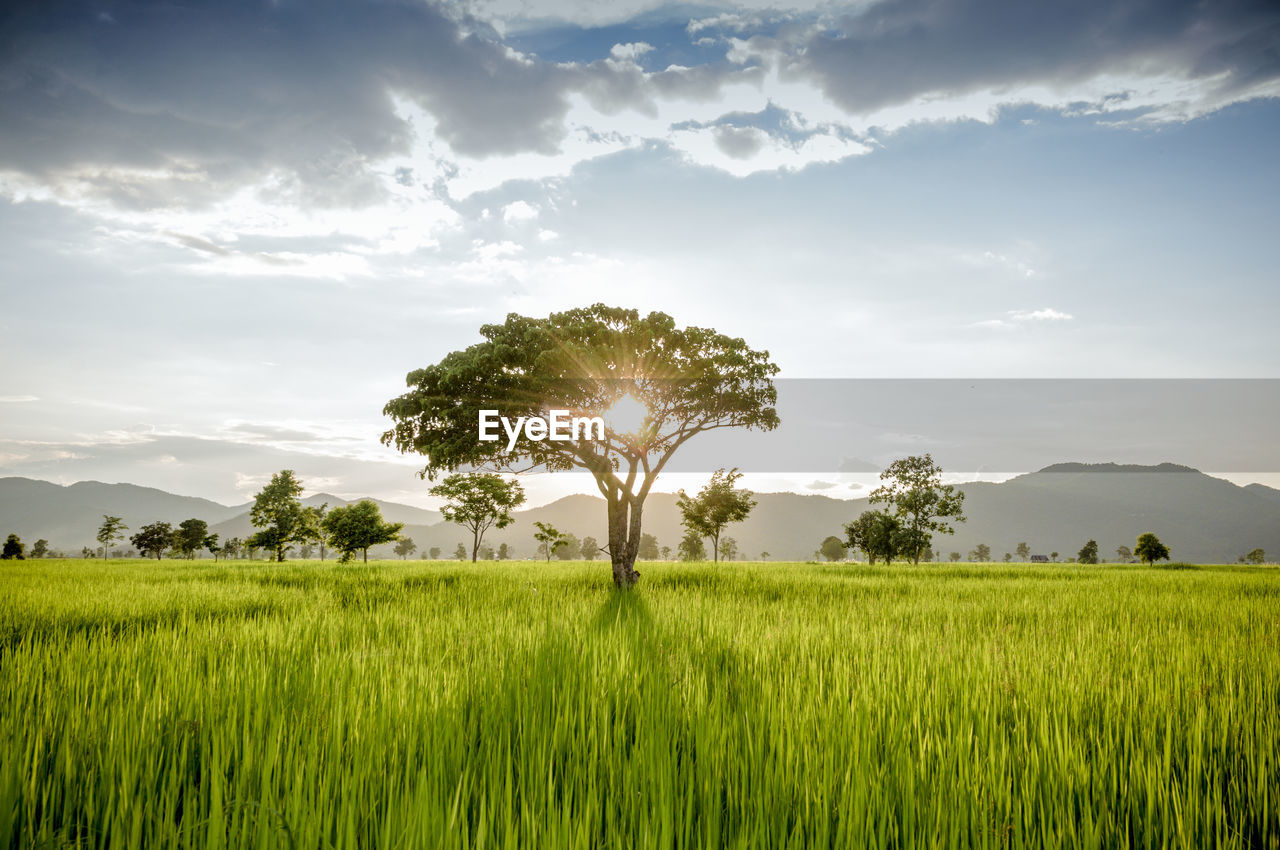 Scenic view of agricultural field against sky