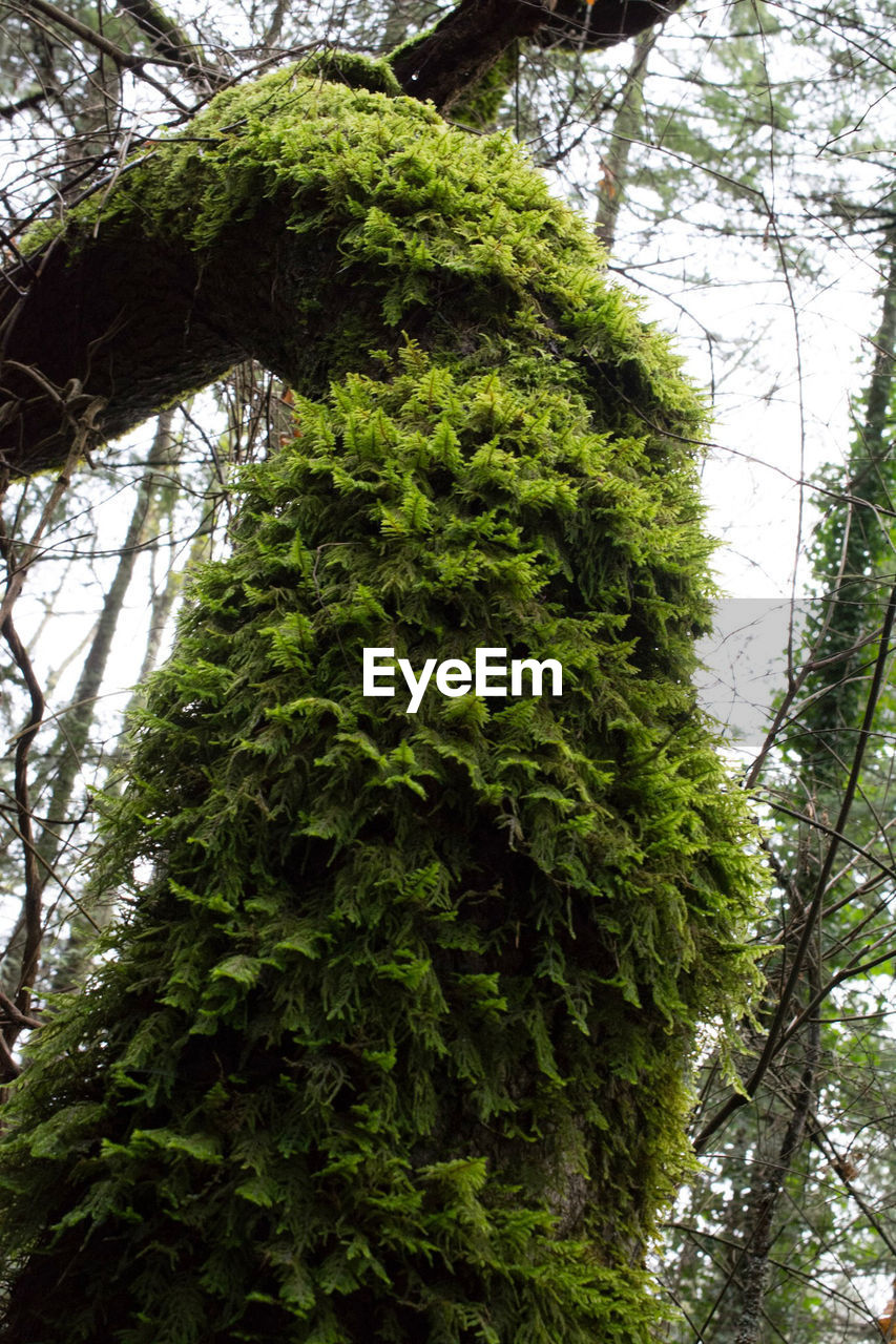 LOW ANGLE VIEW OF MOSS GROWING ON TREE TRUNK