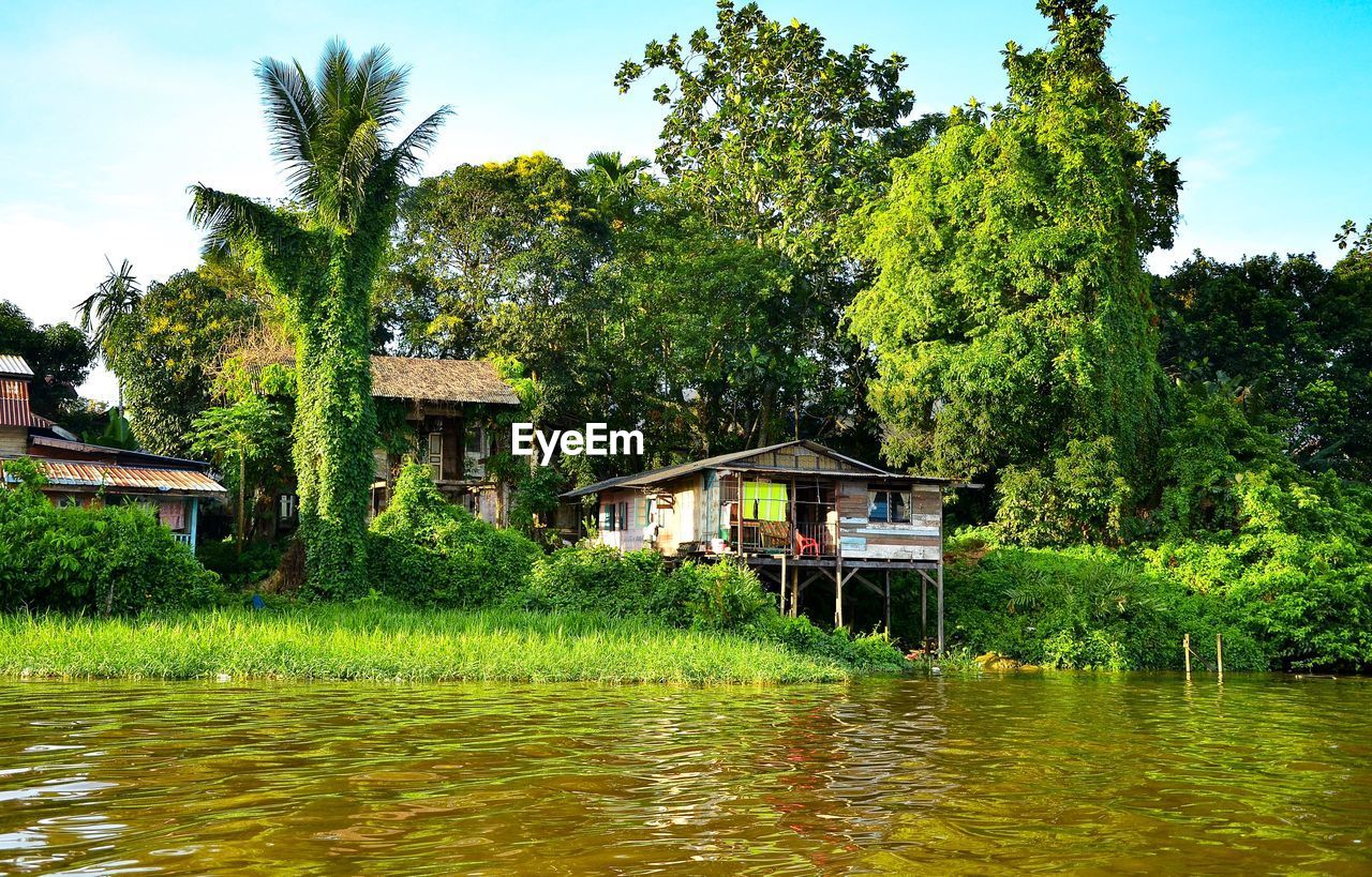 PLANTS BY LAKE AGAINST HOUSE AND TREES