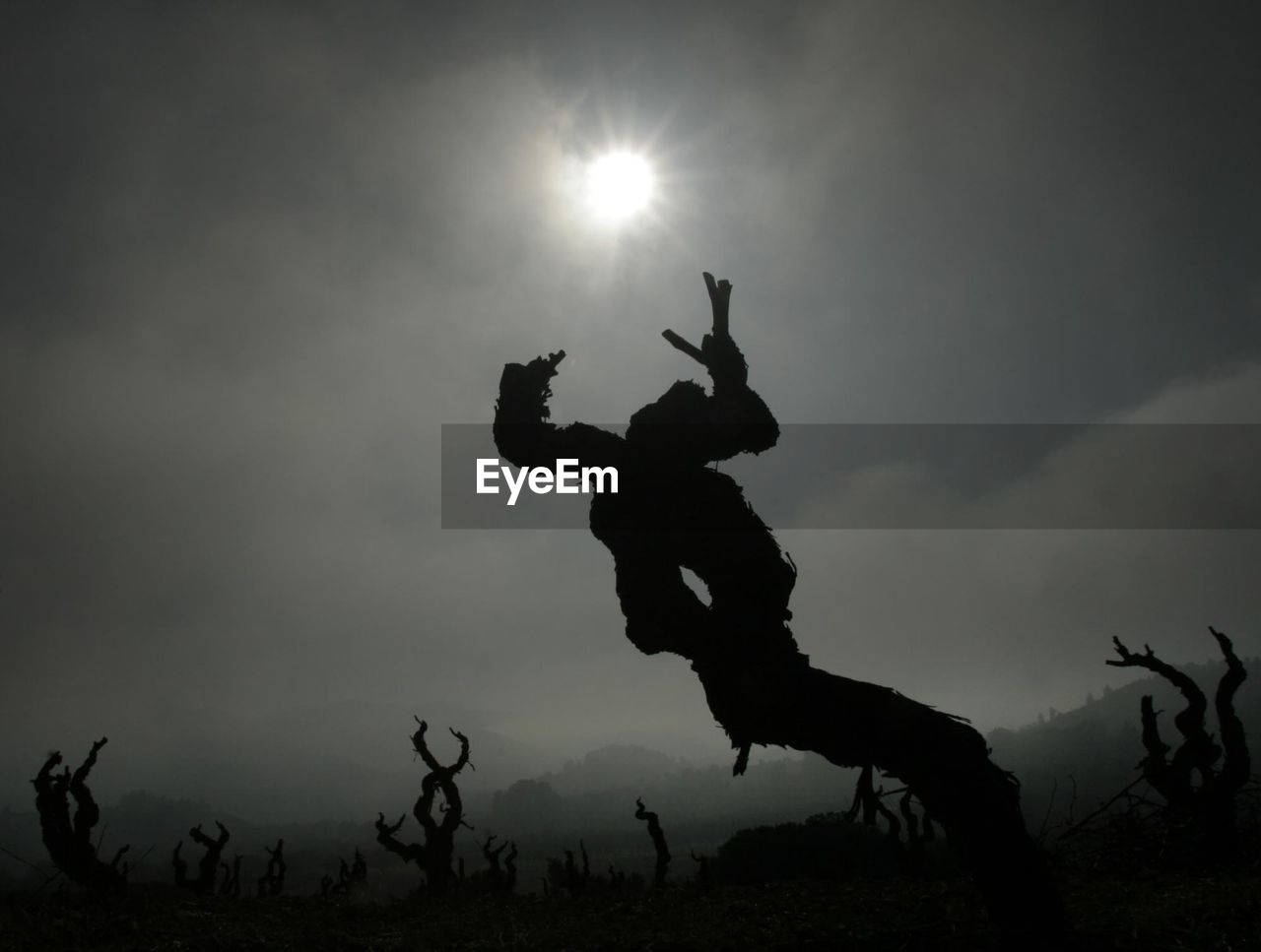 SILHOUETTE OF BIRDS ON ROCK