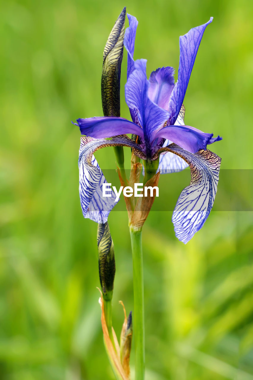 flower, plant, flowering plant, beauty in nature, close-up, freshness, purple, nature, fragility, iris, focus on foreground, petal, growth, animal themes, animal, flower head, no people, animal wildlife, blue, macro photography, inflorescence, outdoors, insect, springtime, one animal, animal wing, green, day, wildlife, plant part
