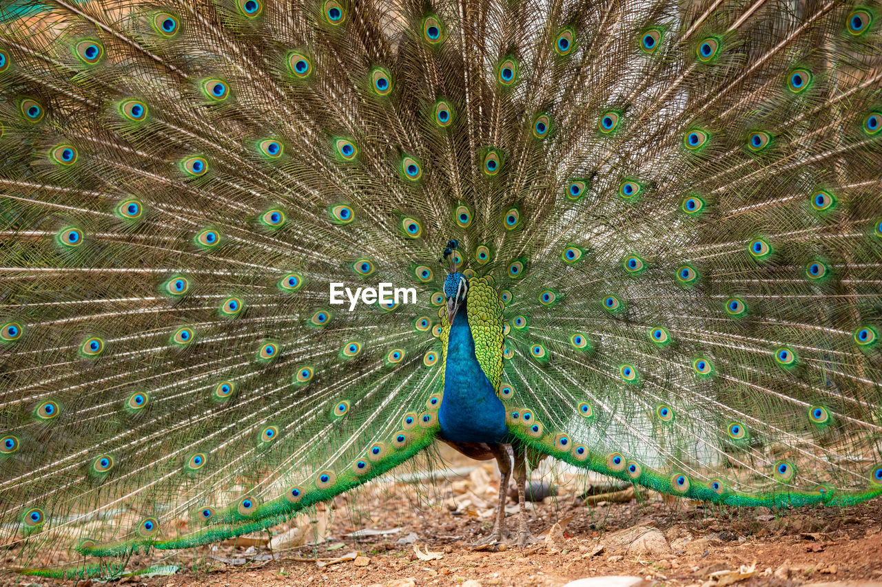 VIEW OF PEACOCK ON FIELD