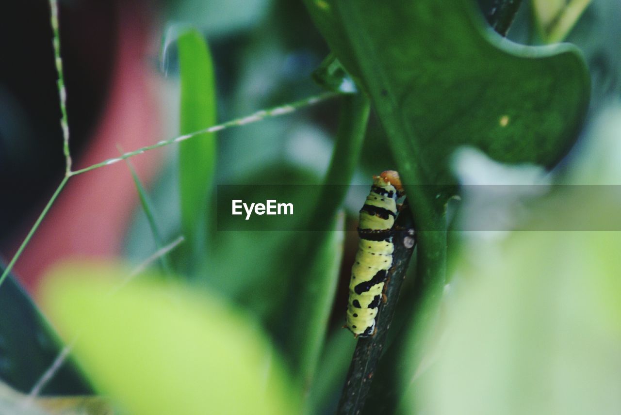 Green caterpillar on plant