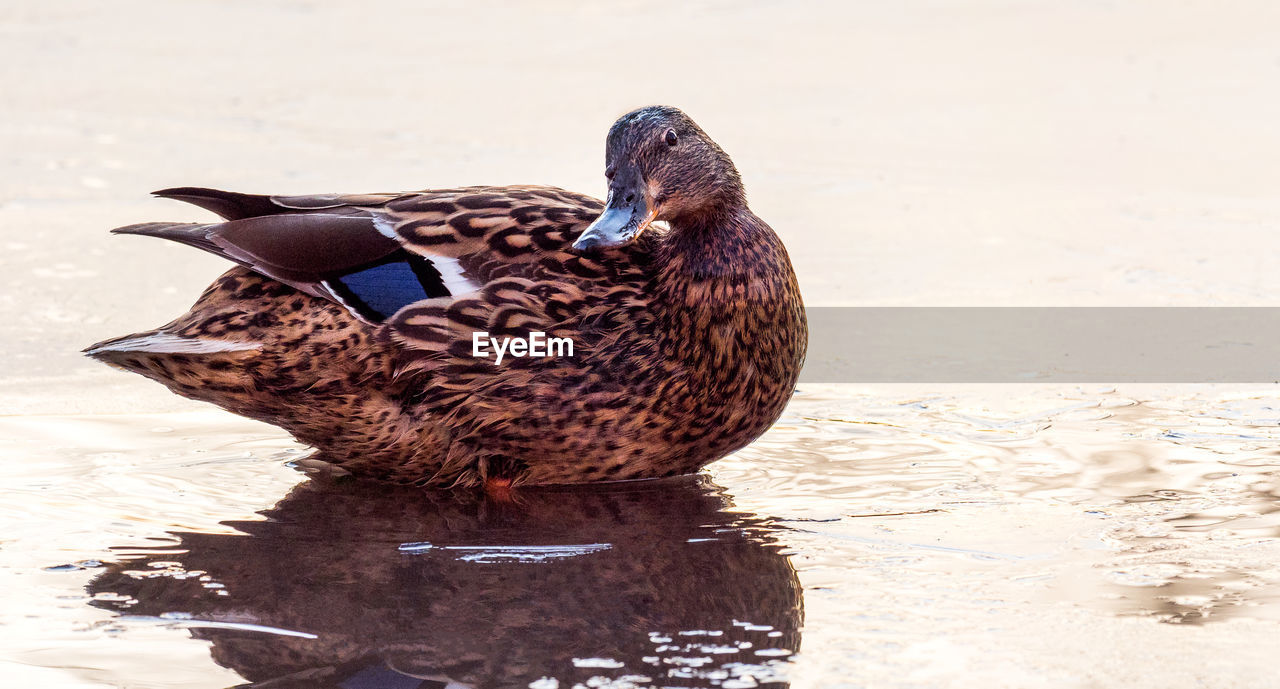 CLOSE-UP OF MALLARD DUCK