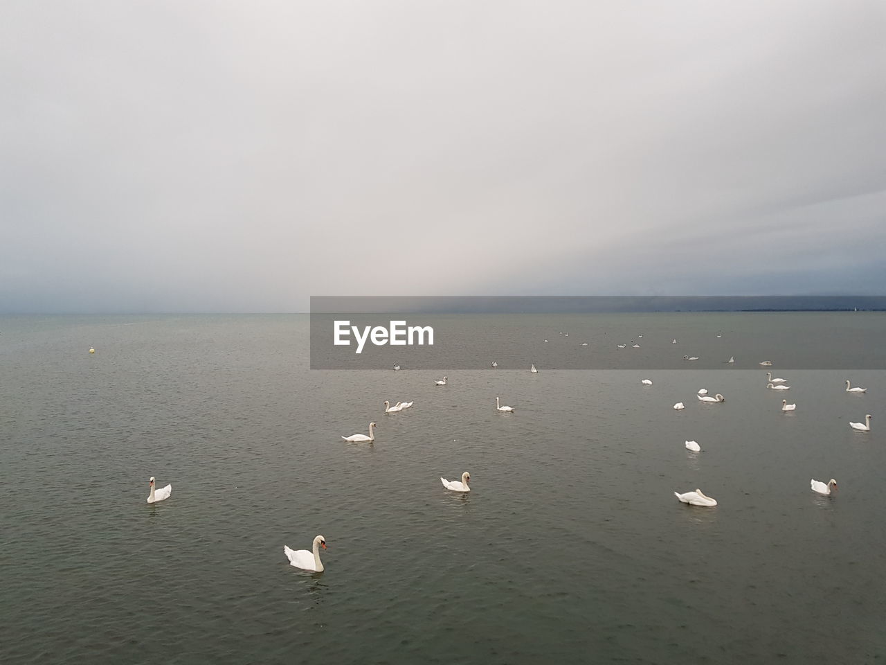 VIEW OF SWANS IN SEA AGAINST SKY