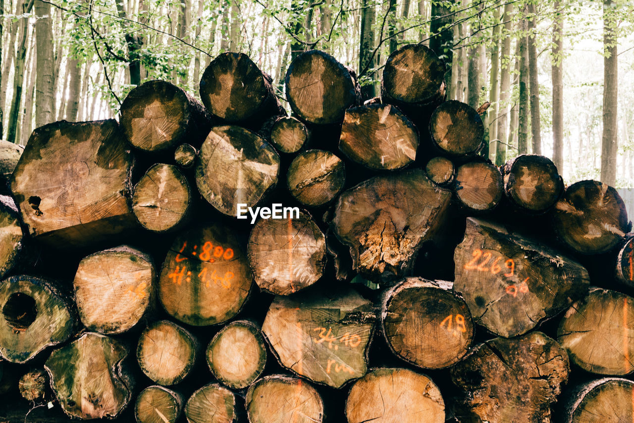 Stack of beech wood prepared for timber.