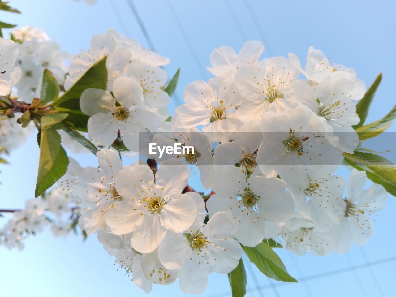 Close-up of white cherry blossoms against sky