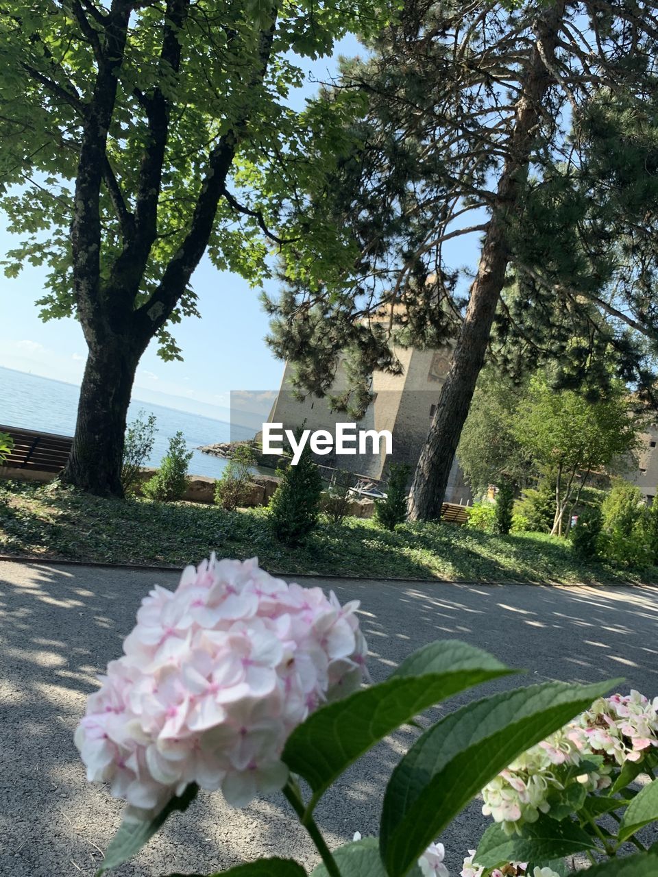 PINK FLOWERING PLANTS BY ROAD AGAINST TREES