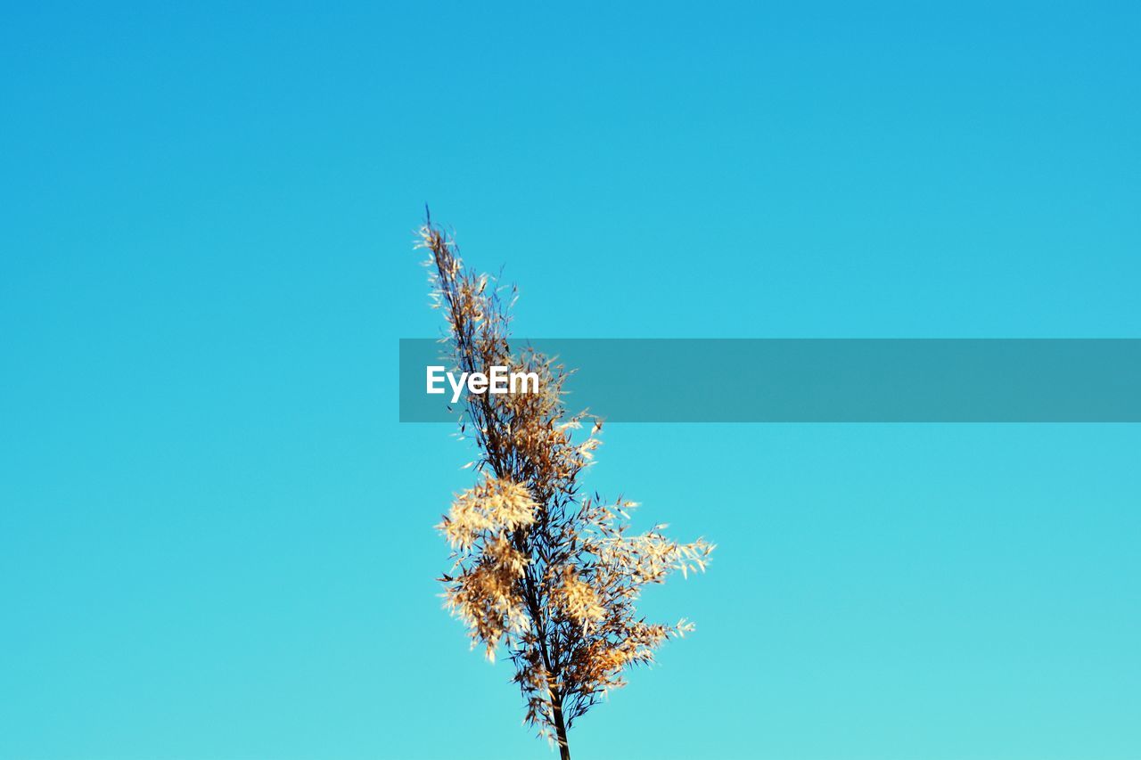 Low angle view of flowering plant against blue sky