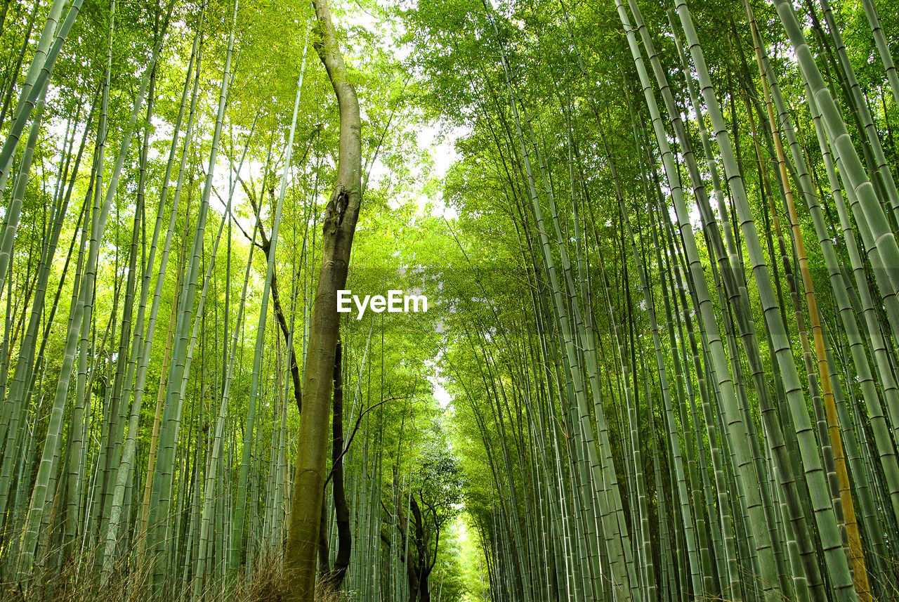 LOW ANGLE VIEW OF BAMBOO TREE IN FOREST