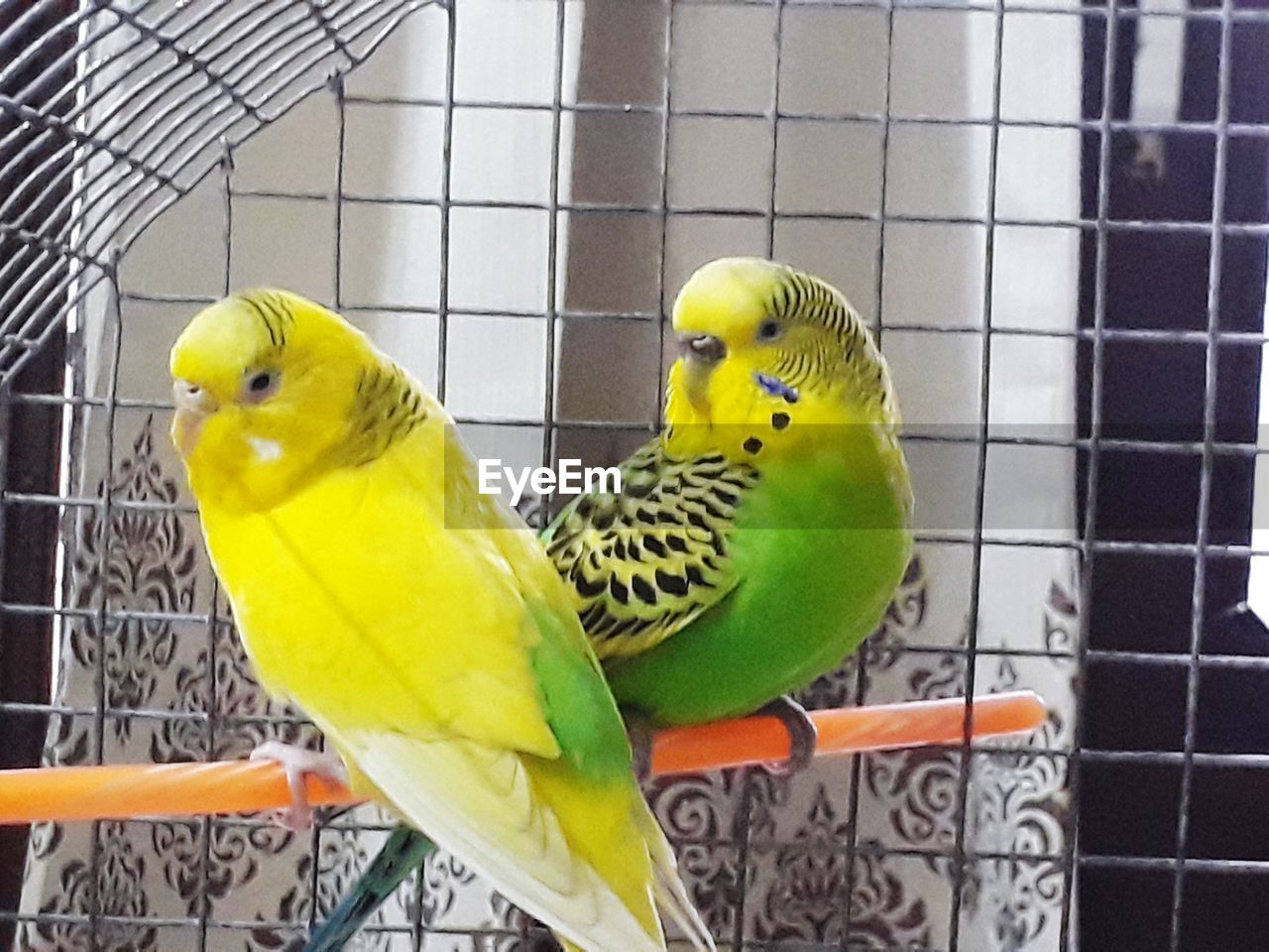 CLOSE-UP OF YELLOW PARROT PERCHING IN CAGE