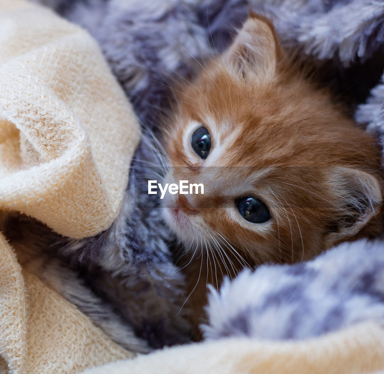 Close-up portrait of a cat