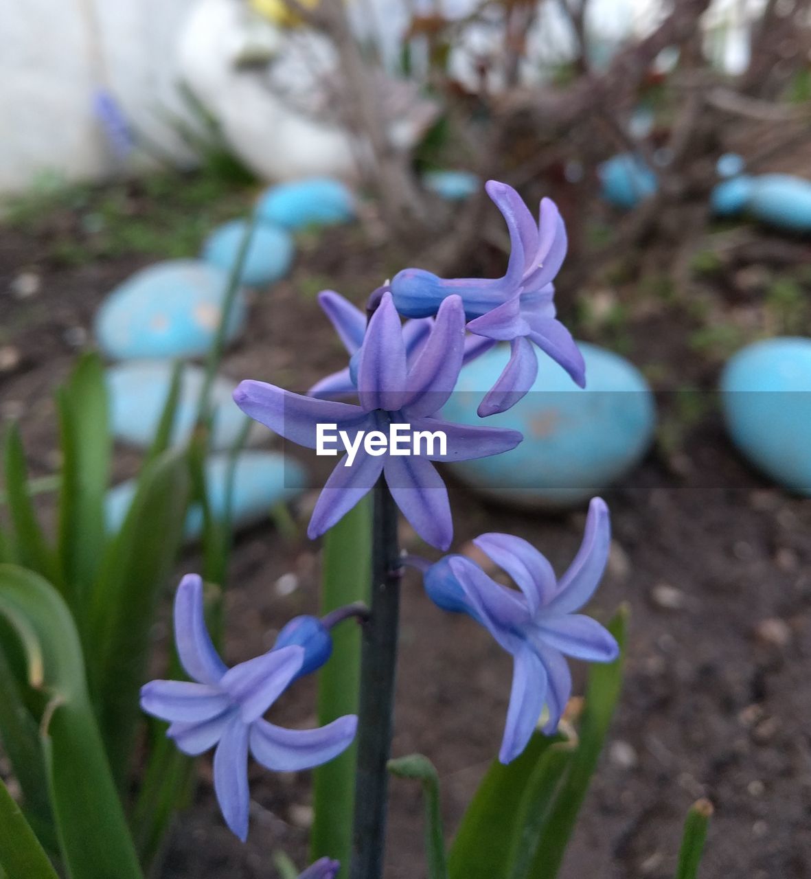 CLOSE-UP OF FLOWERS BLOOMING