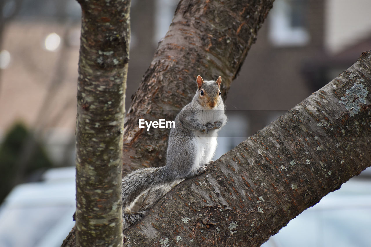 SQUIRREL ON A TREE
