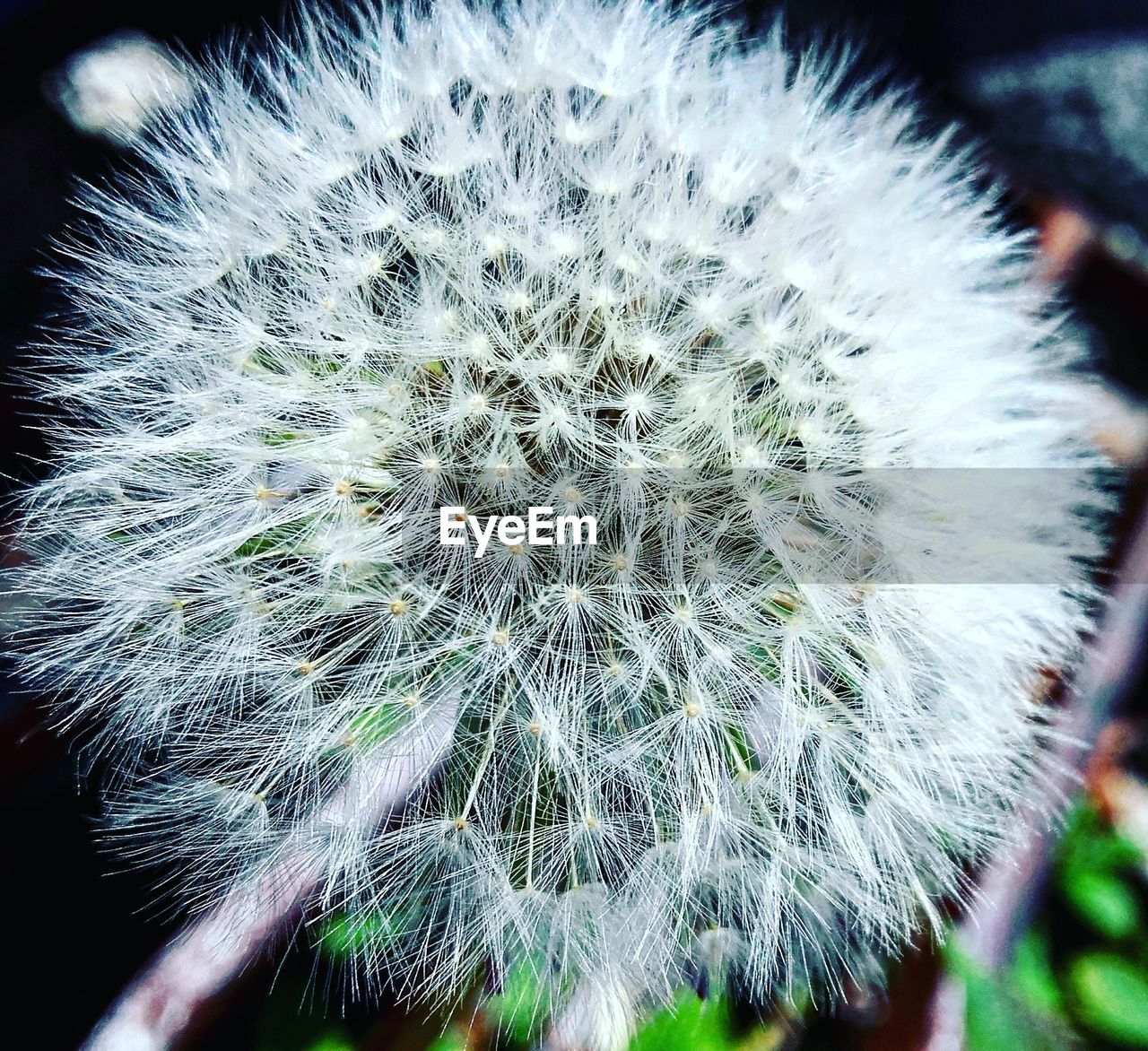 CLOSE-UP OF DANDELIONS