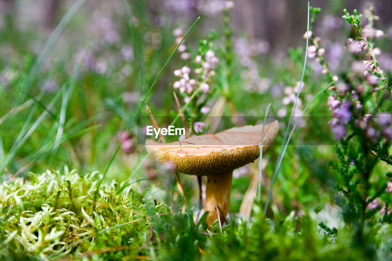 Close-up of mushroom growing on field