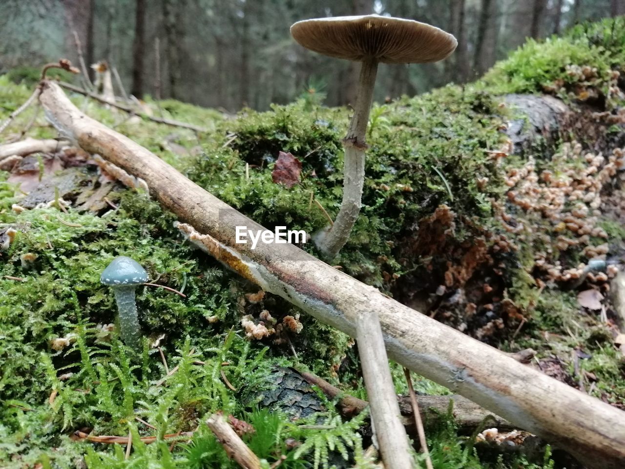 CLOSE-UP OF MUSHROOMS GROWING ON TREE TRUNK IN FOREST