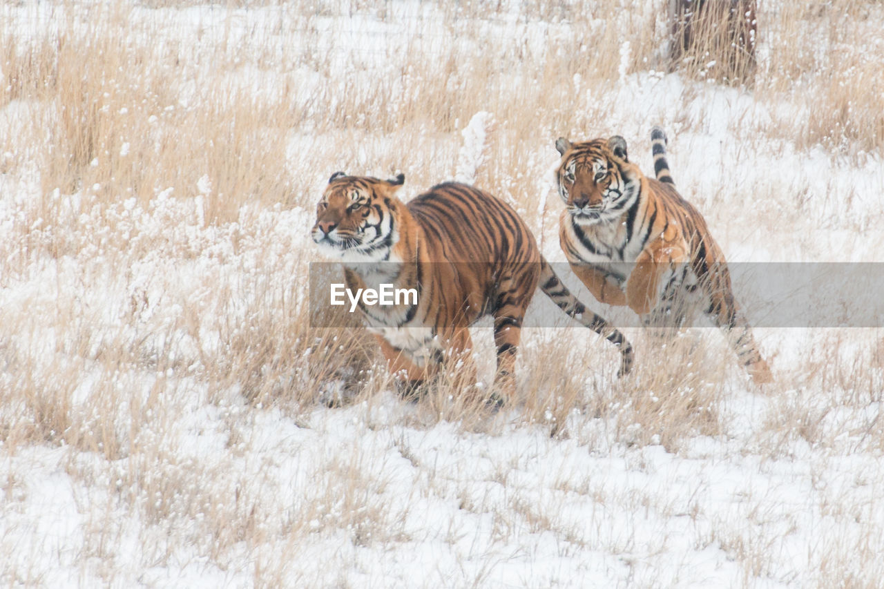 Tigers playing chase in winter 