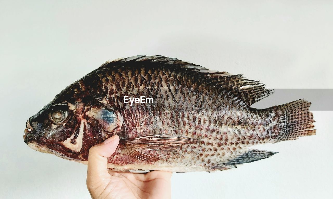 Close-up of hand holding fish against white background