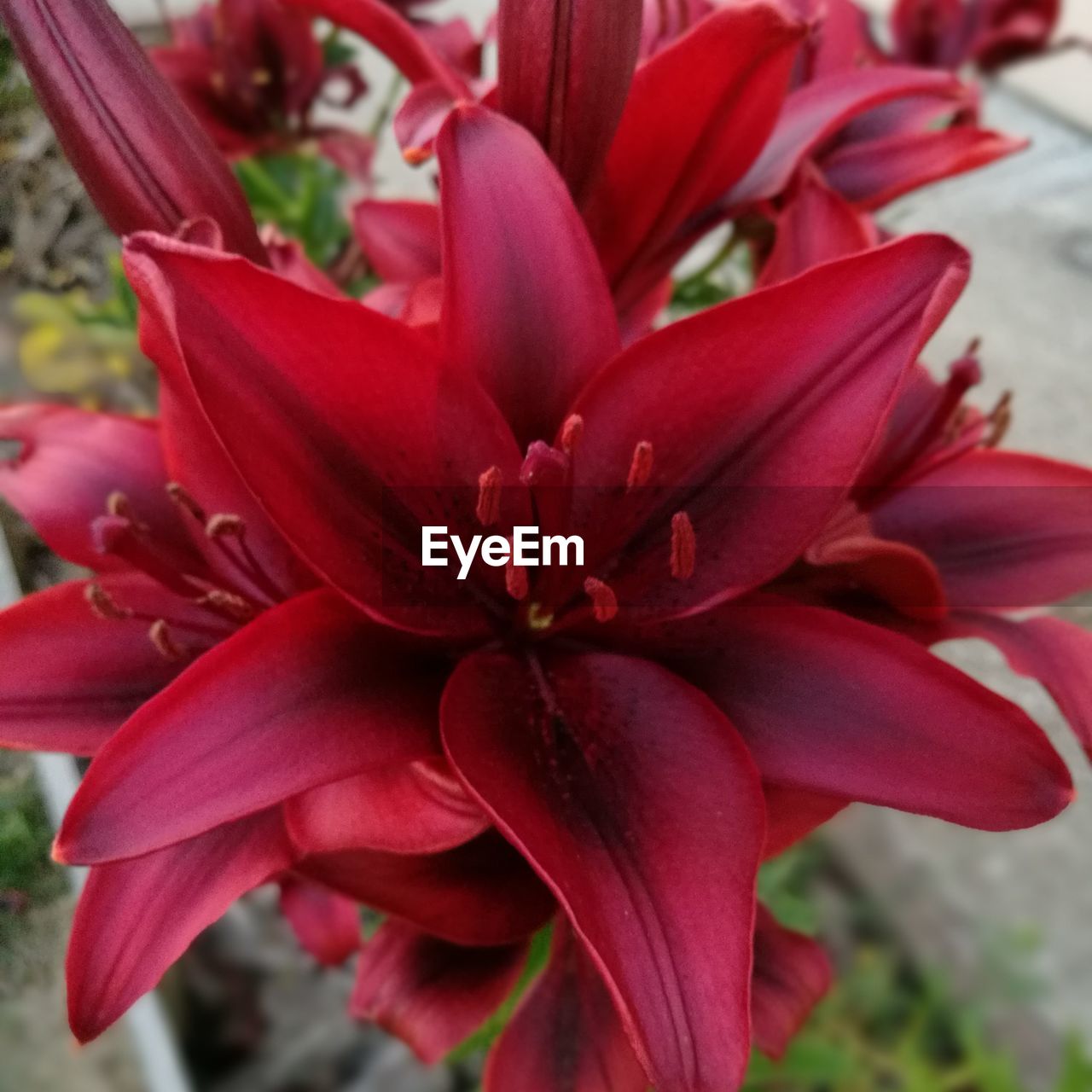 CLOSE-UP OF RED FLOWERS