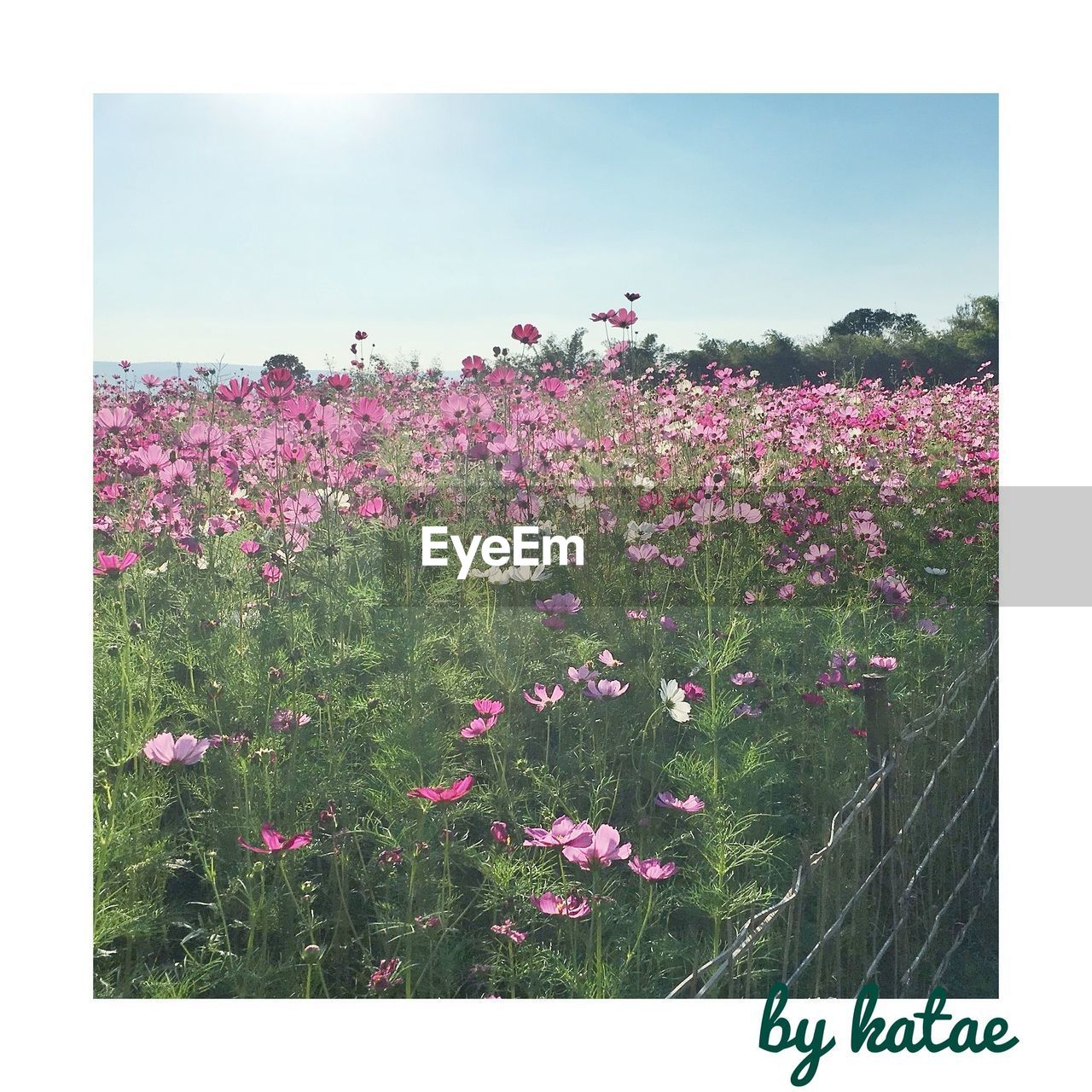 FLOWERS BLOOMING IN PARK