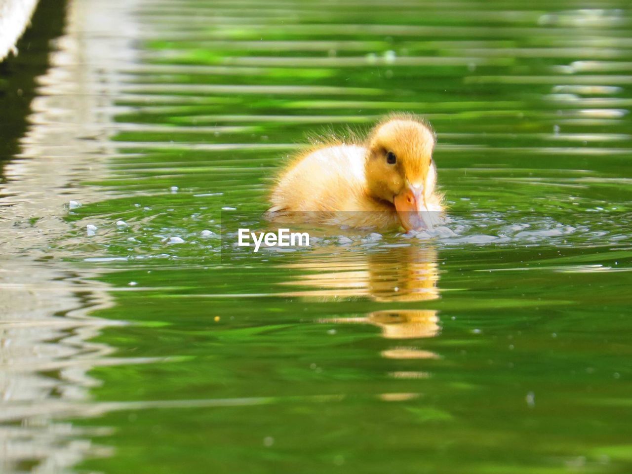 TWO SWIMMING IN LAKE