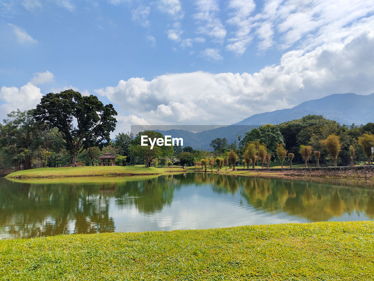 PLANTS BY LAKE AGAINST SKY